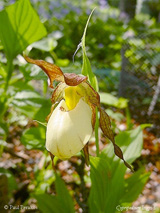 Cypripedium Ingrid